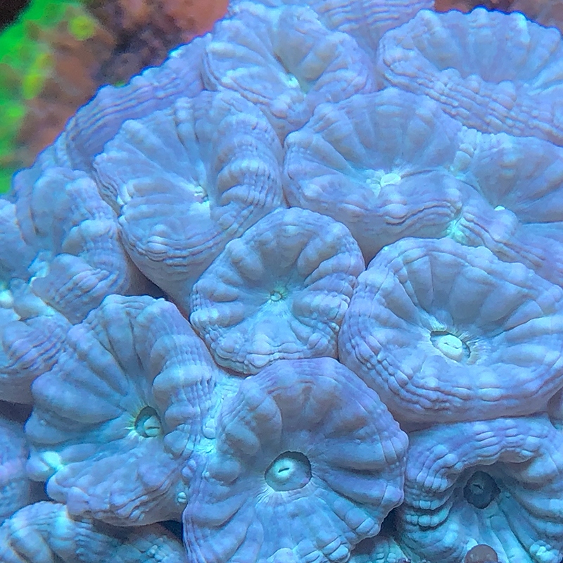 Blue Trumpet