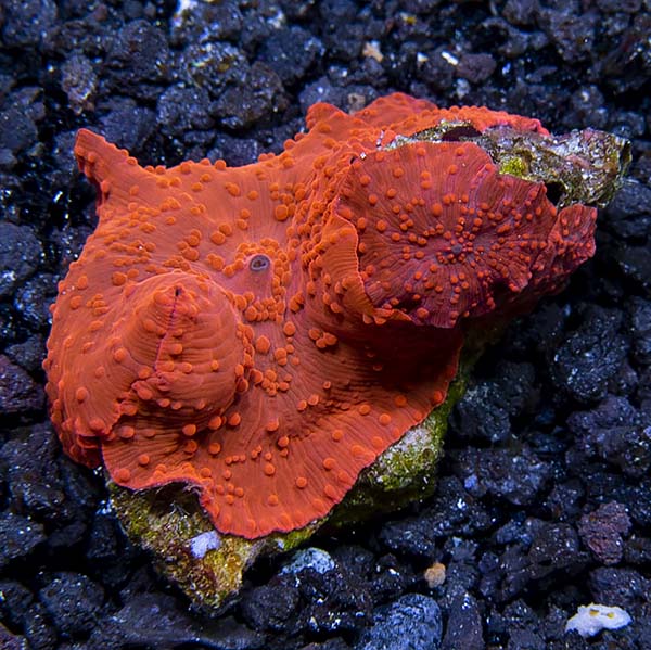 Ultra Red Discosoma Mushroom Coral