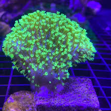 Toadstool Coral